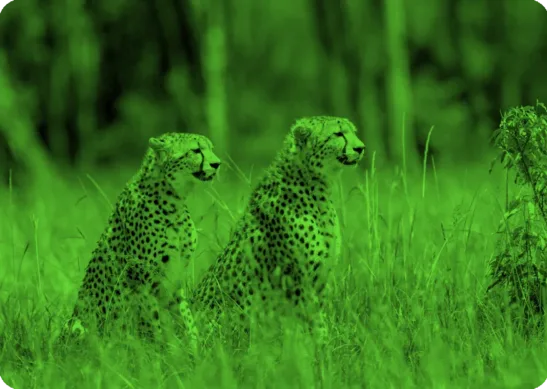 Cheetah - Partnerships in Datacenters